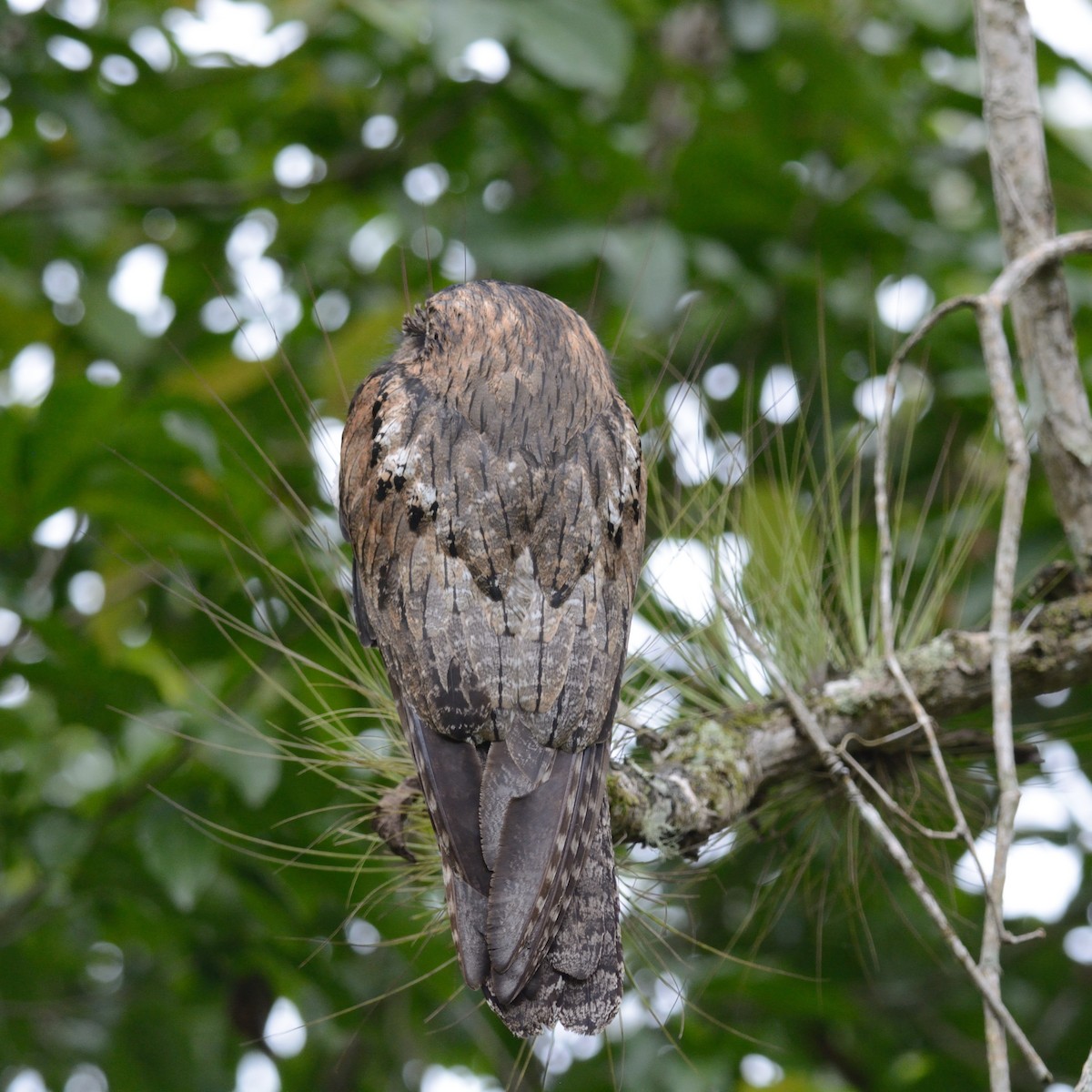 Northern Potoo - ML125858451