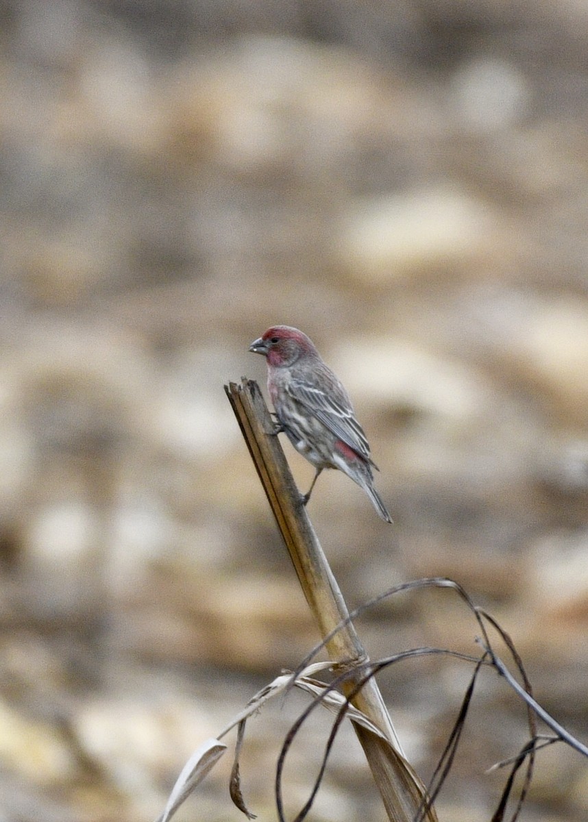 House Finch - ML125860301