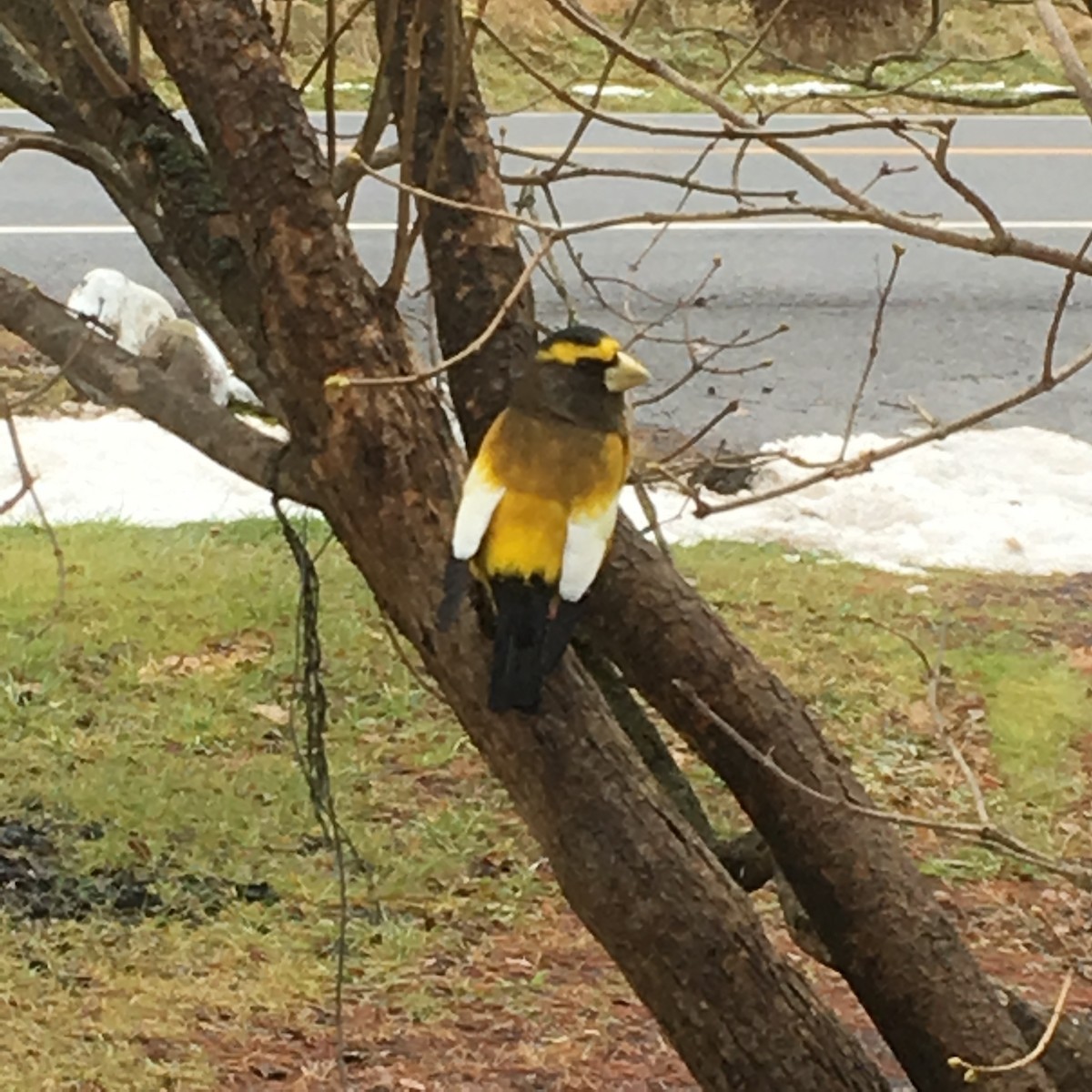 Evening Grosbeak - ML125861831