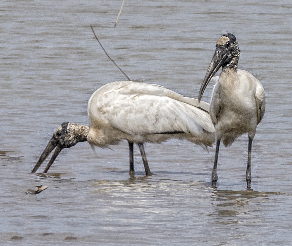 Wood Stork - ML125864401