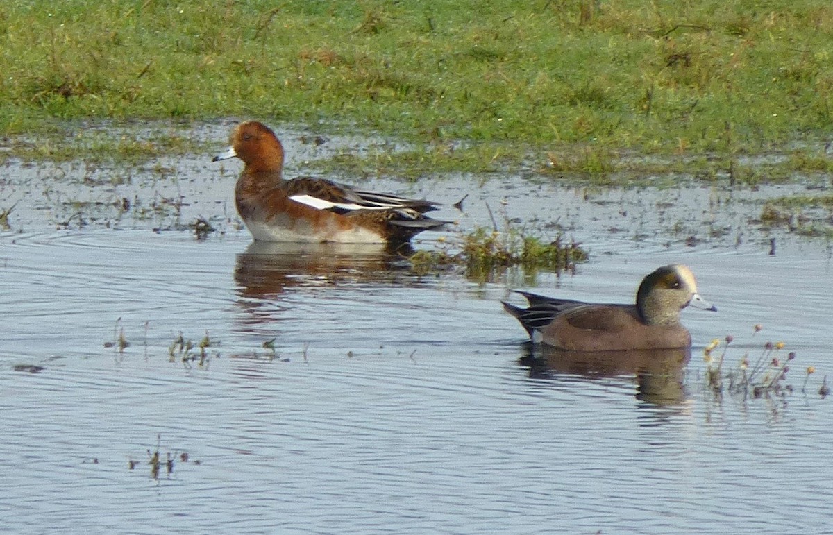 Eurasian x American Wigeon (hybrid) - ML125866051