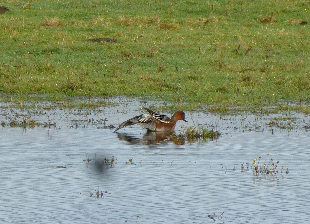 Eurasian x American Wigeon (hybrid) - ML125866071