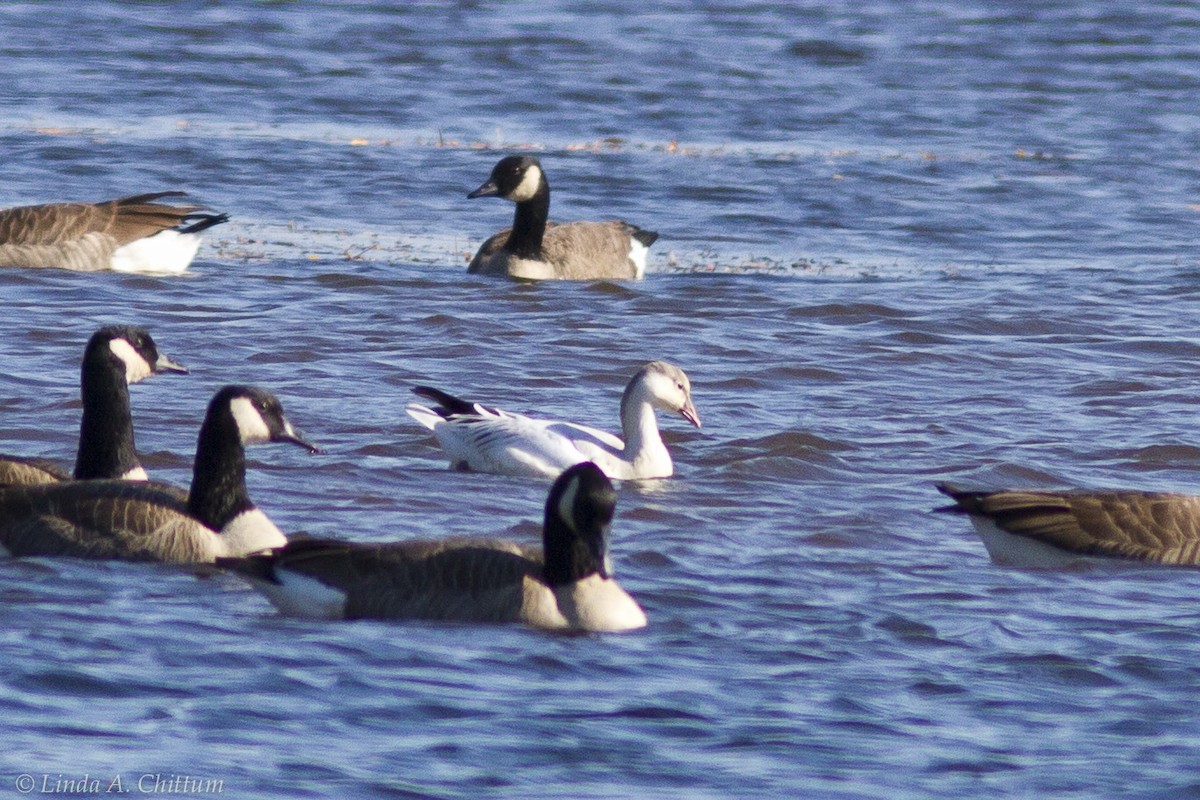 Snow Goose - ML125866211