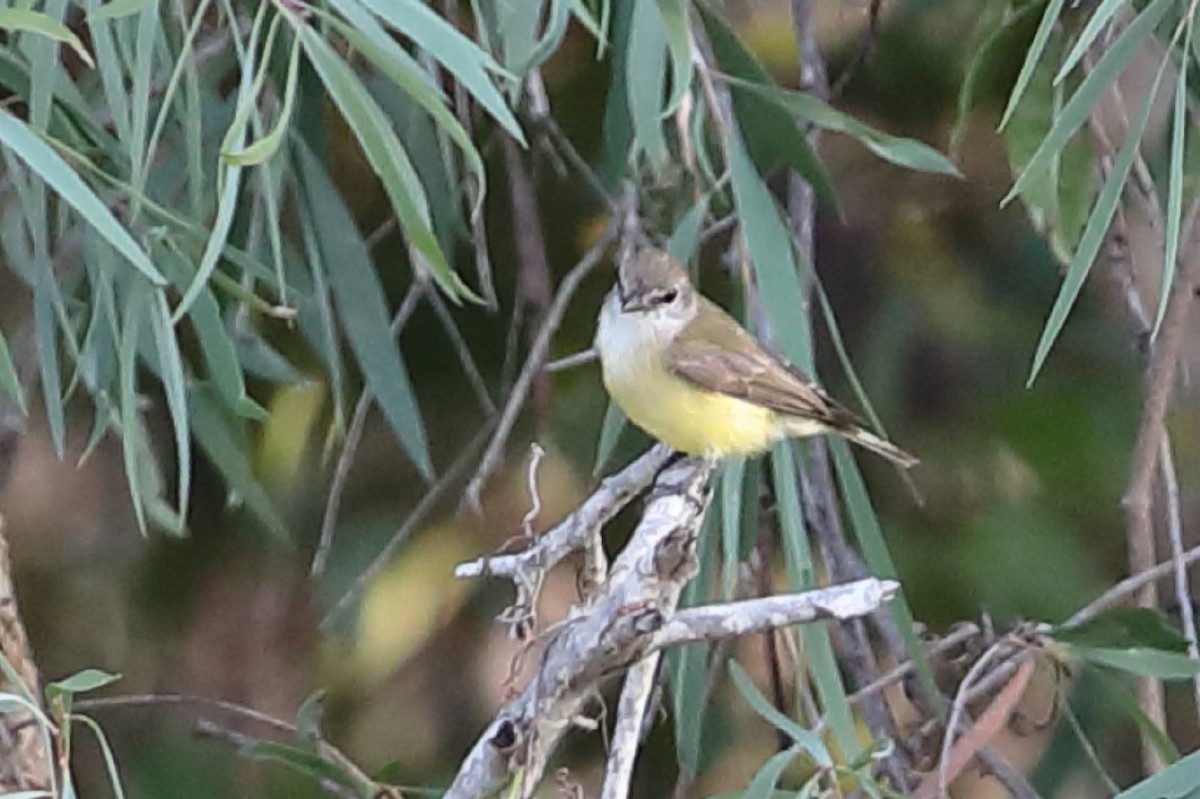 Lemon-bellied Flyrobin - Bert Frenz