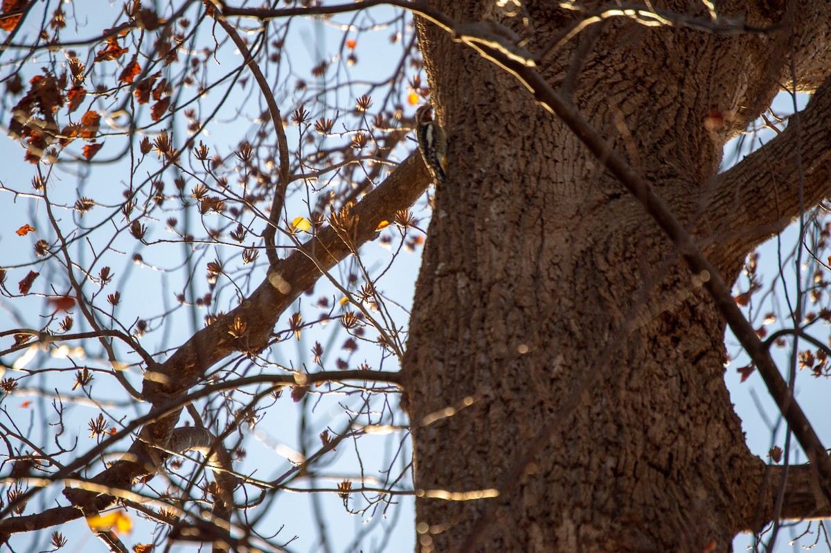 Yellow-bellied Sapsucker - ML125869511