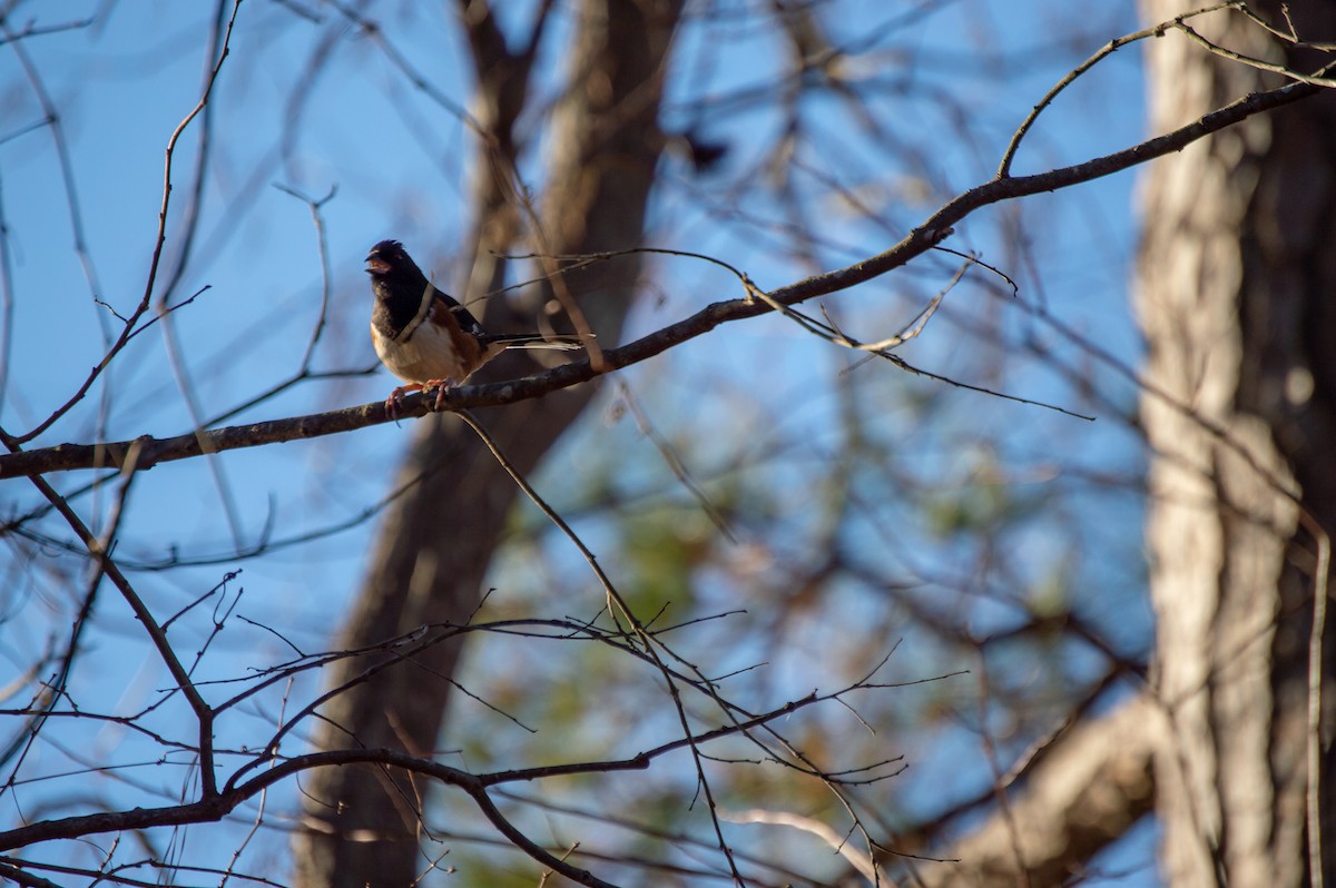 Eastern Towhee - ML125869691