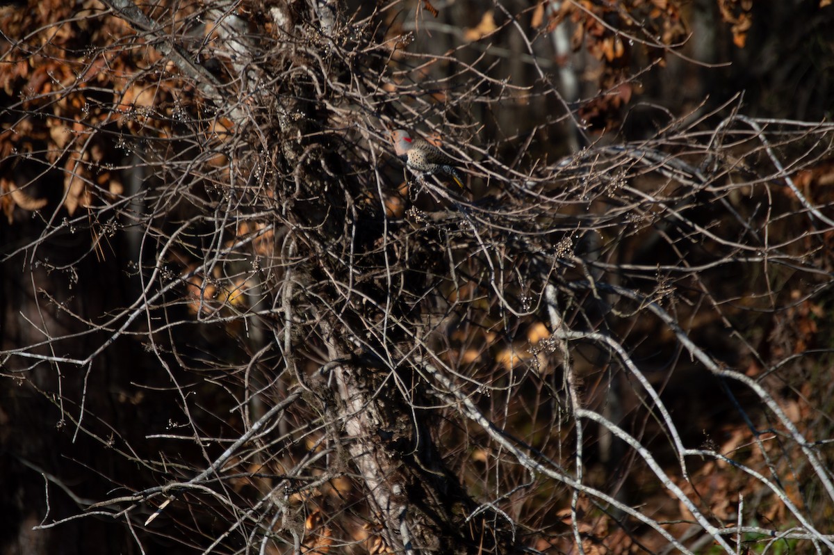Northern Flicker - ML125869821