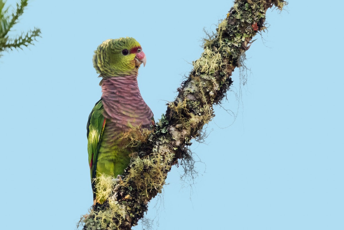 Vinaceous-breasted Parrot - ML125870201