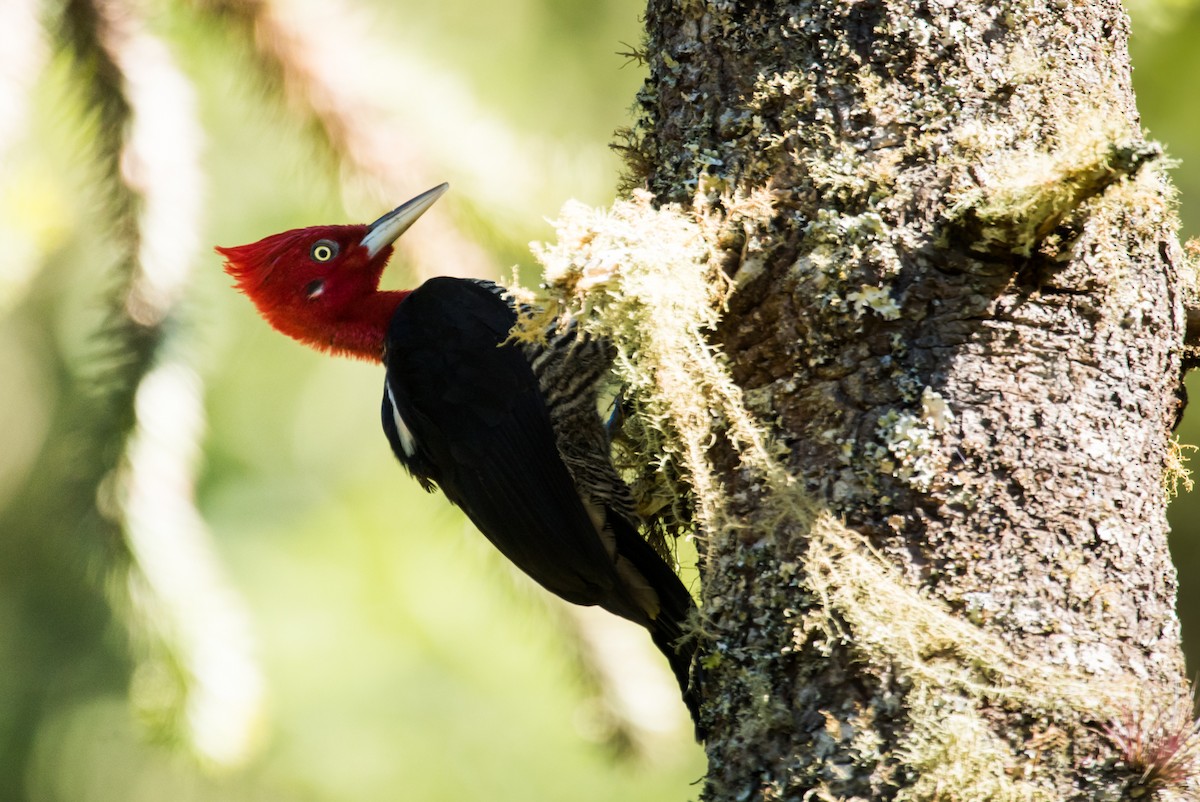 Robust Woodpecker - Claudia Brasileiro