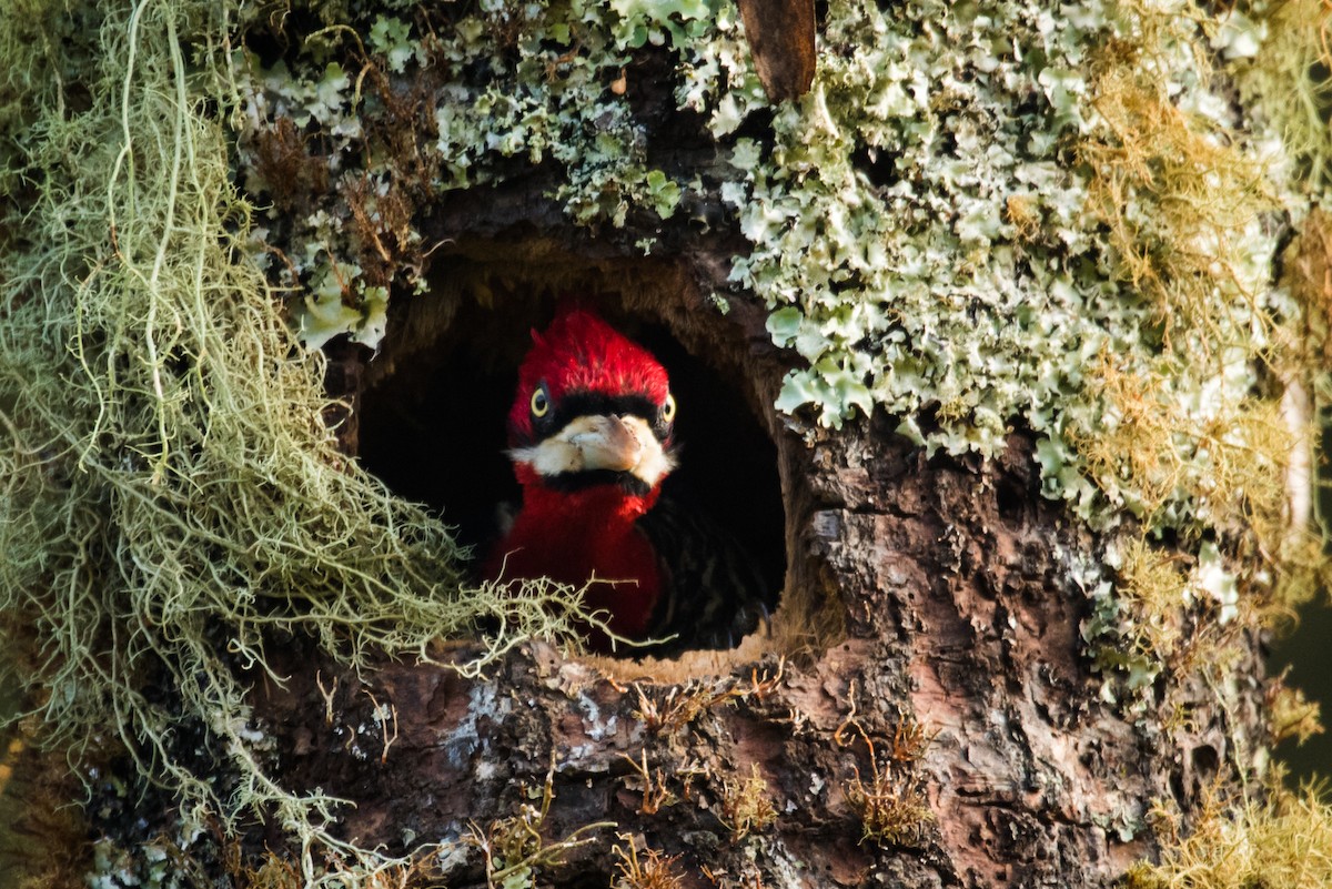 Robust Woodpecker - Claudia Brasileiro