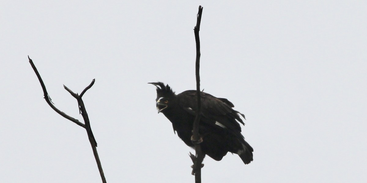 Long-crested Eagle - ML125871081