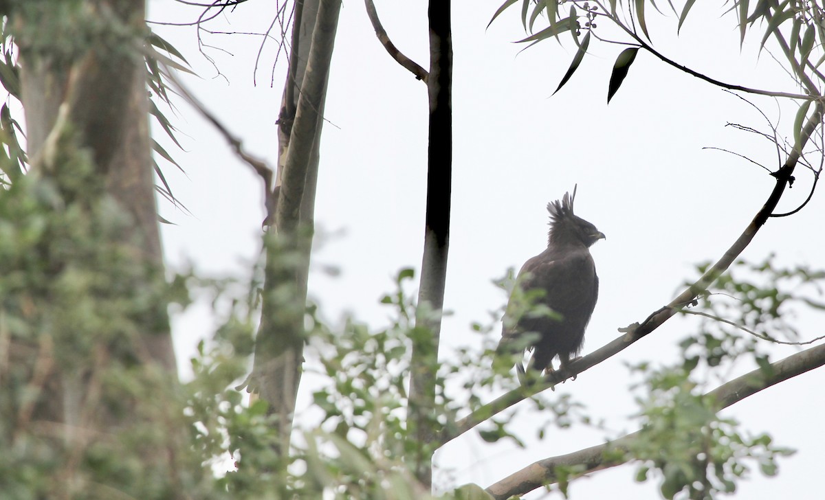 Águila Crestilarga - ML125871111