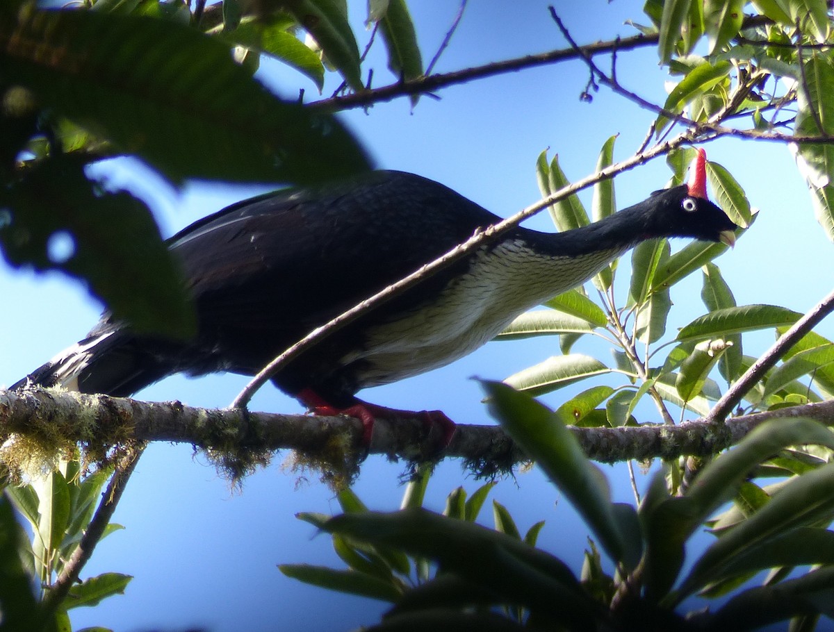 Horned Guan - Carolyn Wilcox