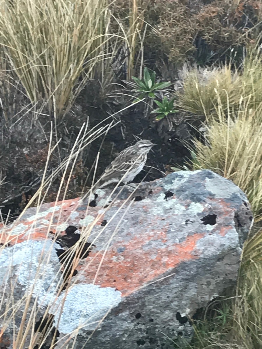 Pipit de Nouvelle-Zélande - ML125872421