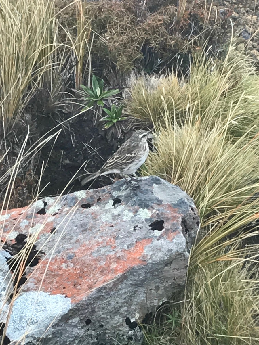 New Zealand Pipit - ML125872431