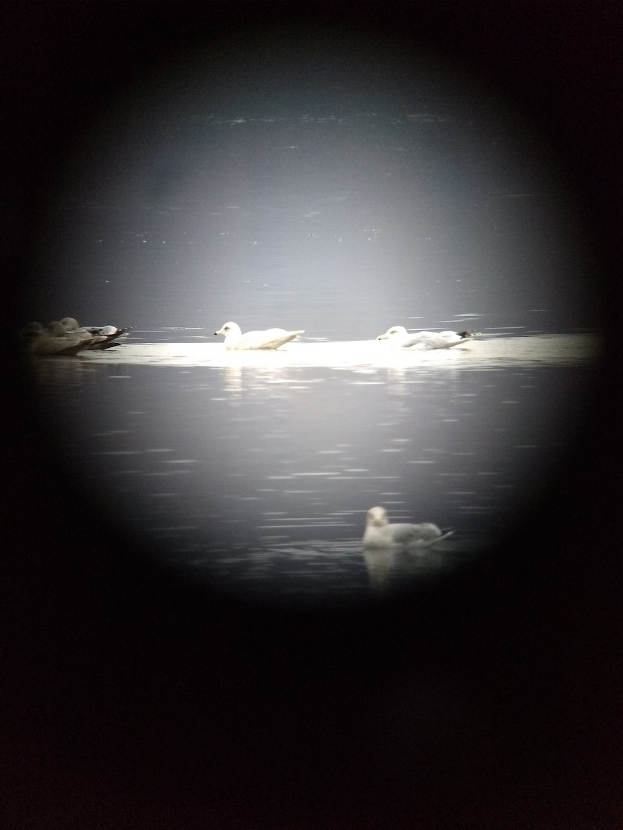 Glaucous Gull - Nelson Wilbury