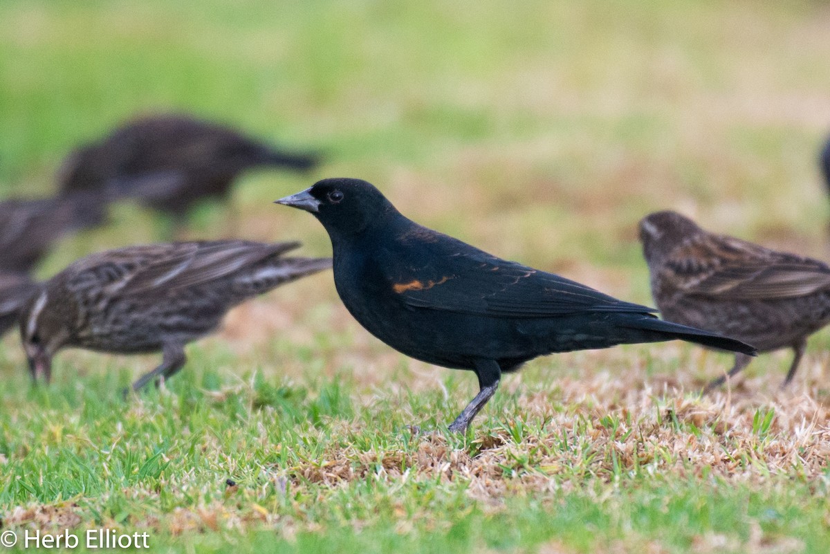 Red-winged Blackbird - ML125874001