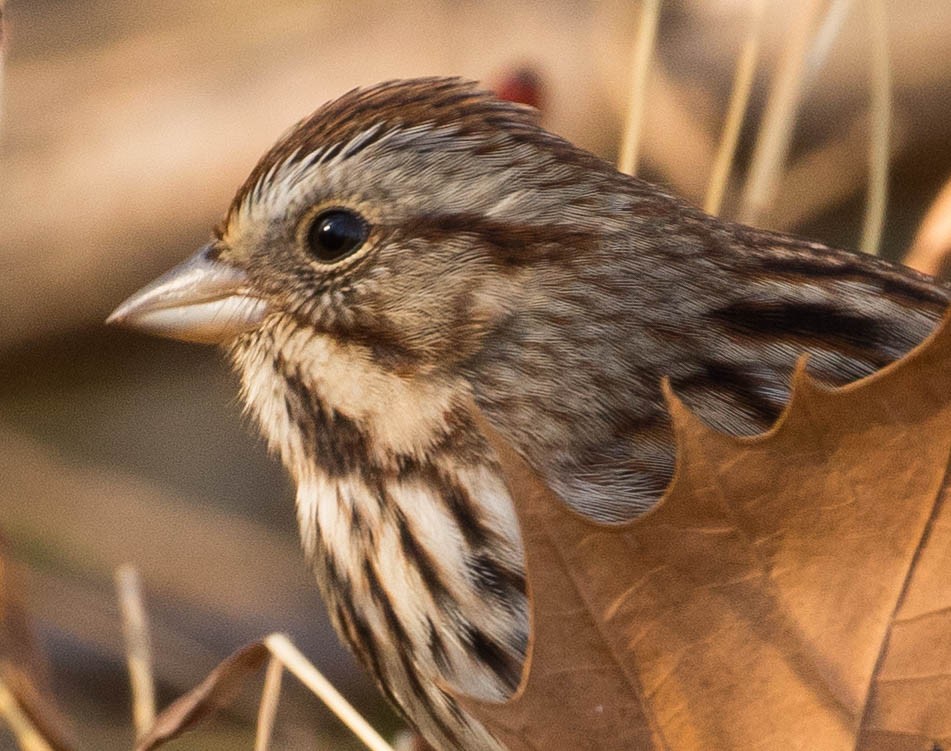 Song Sparrow - Holly Merker