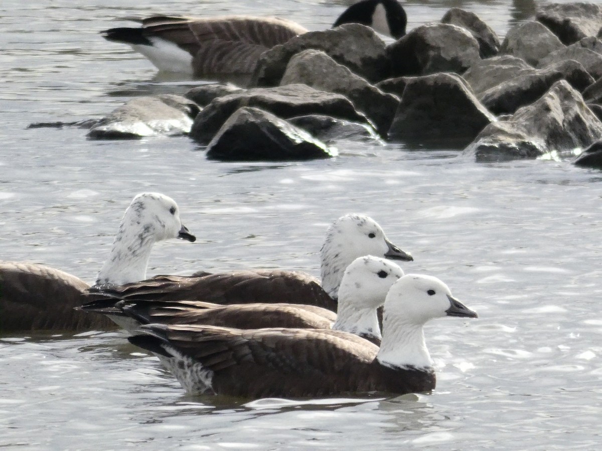 Snow x Cackling Goose (hybrid) - Mary Schvetz