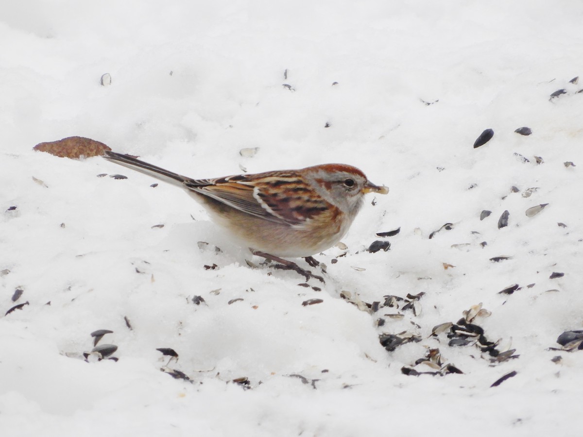 American Tree Sparrow - ML125875401