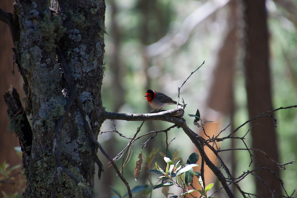 Red-faced Warbler - Mary Rachel Tucker