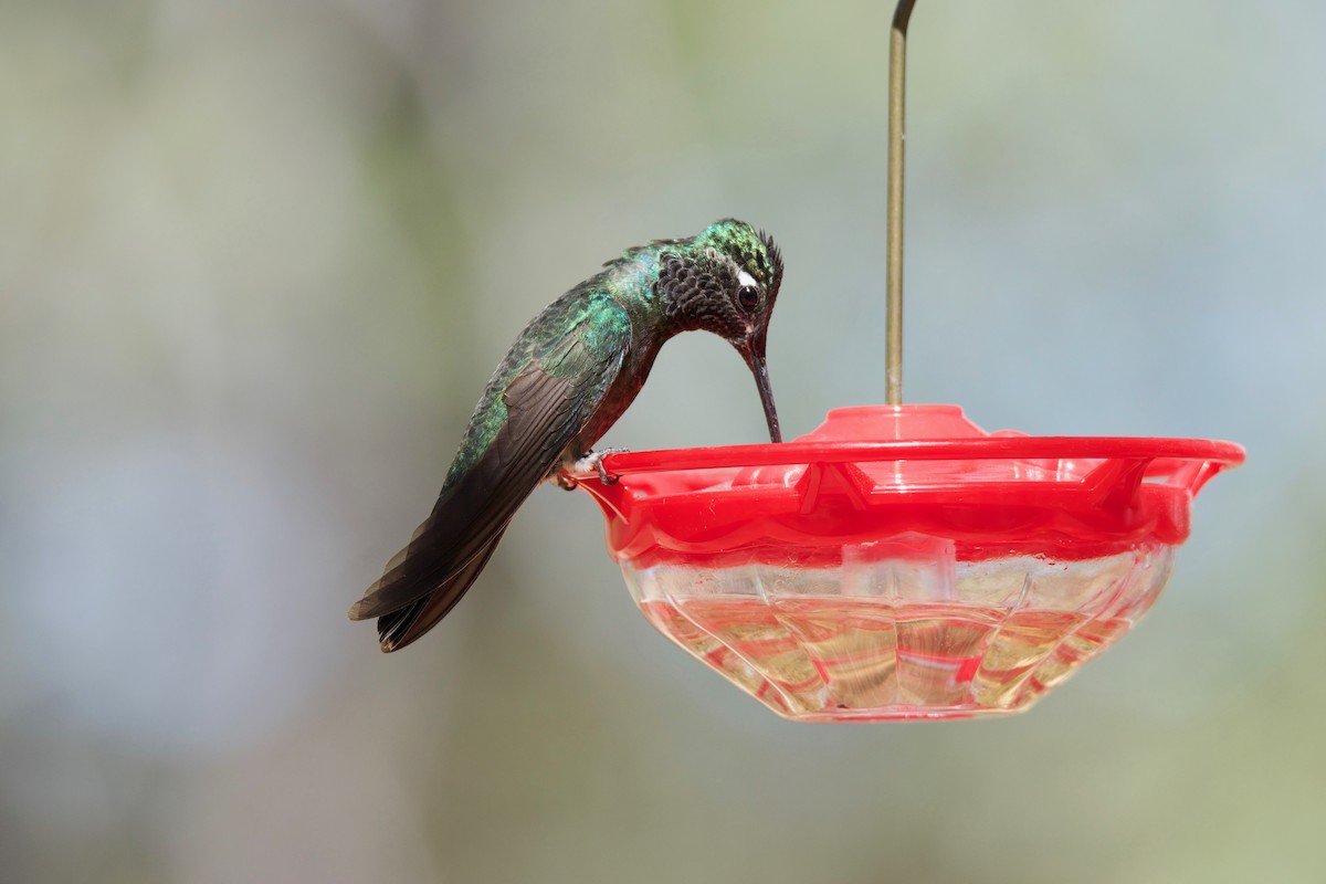 Rivoli's Hummingbird - ML125877961