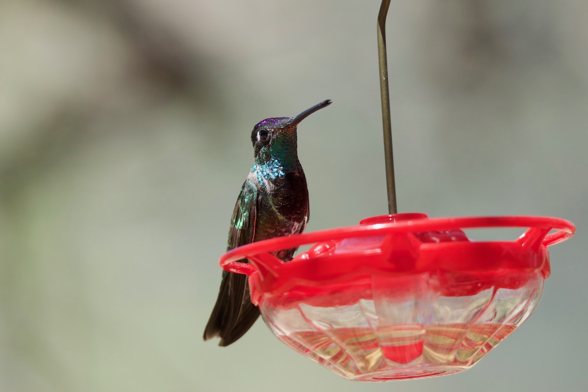 Rivoli's Hummingbird - Mary Rachel Tucker