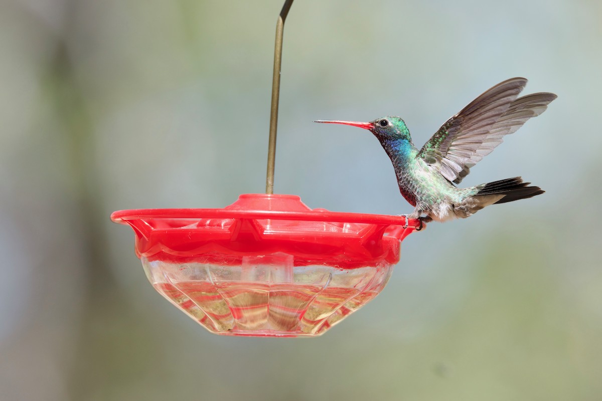 Broad-billed Hummingbird - ML125878731