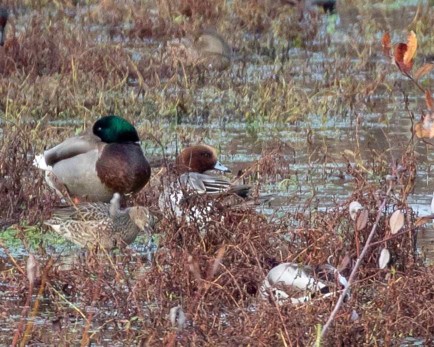 Eurasian Wigeon - ML125879871