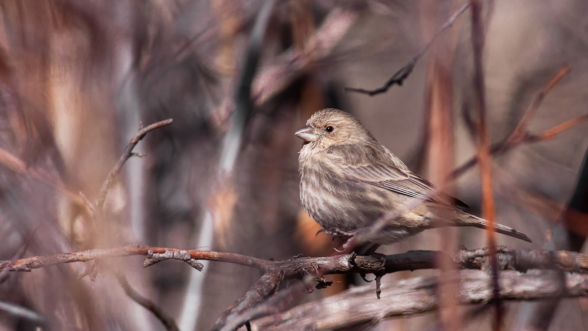 hýl rudoprsý - ML125880121