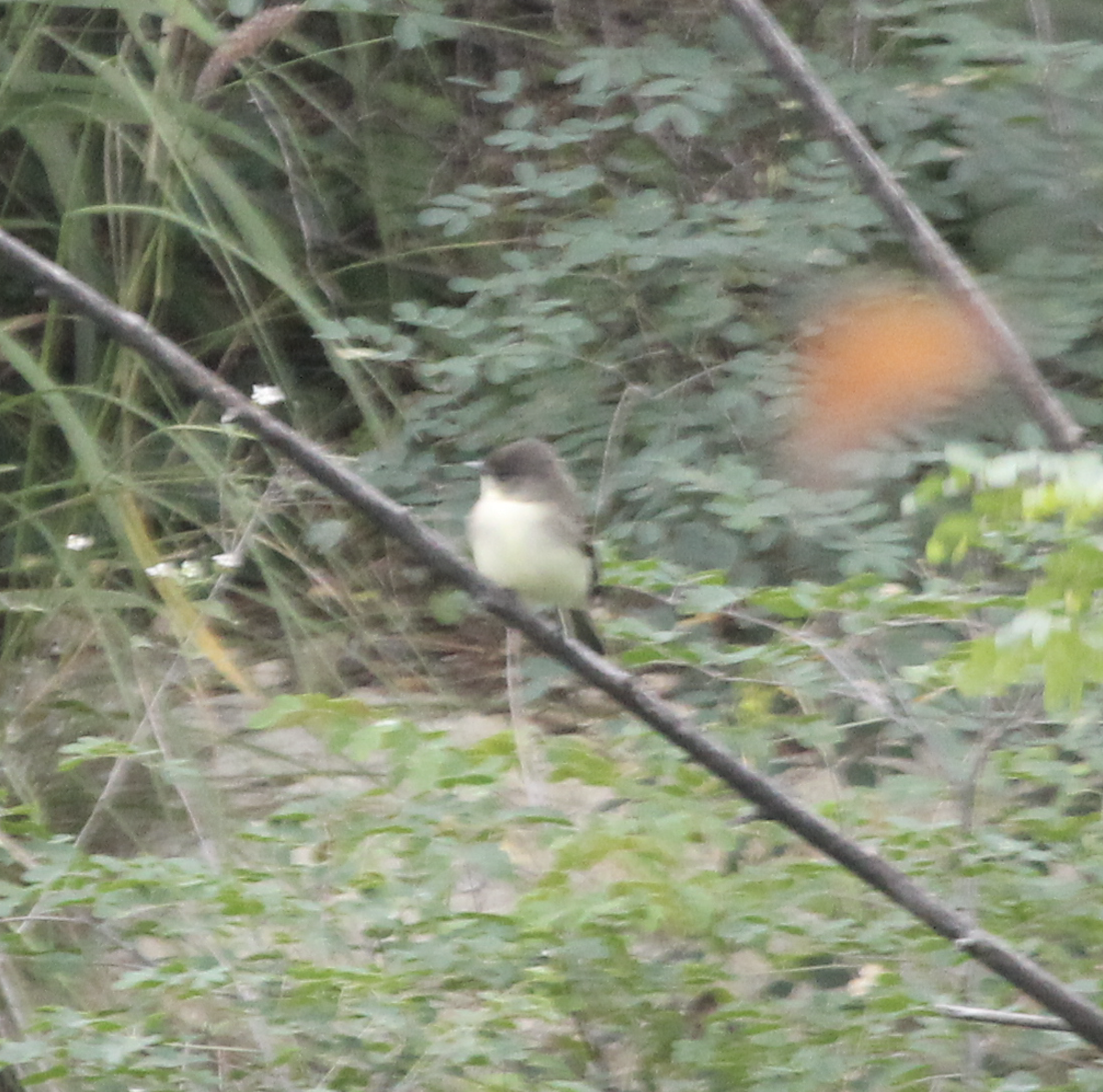 Eastern Phoebe - Ricardo Lopez Z.