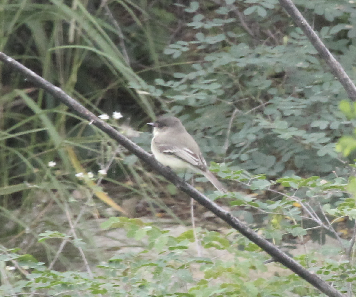 Eastern Phoebe - ML125880641