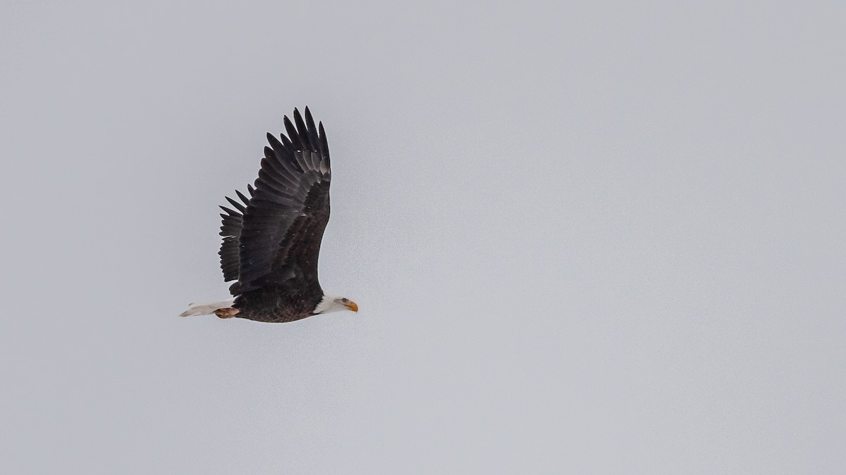 orel bělohlavý - ML125880831