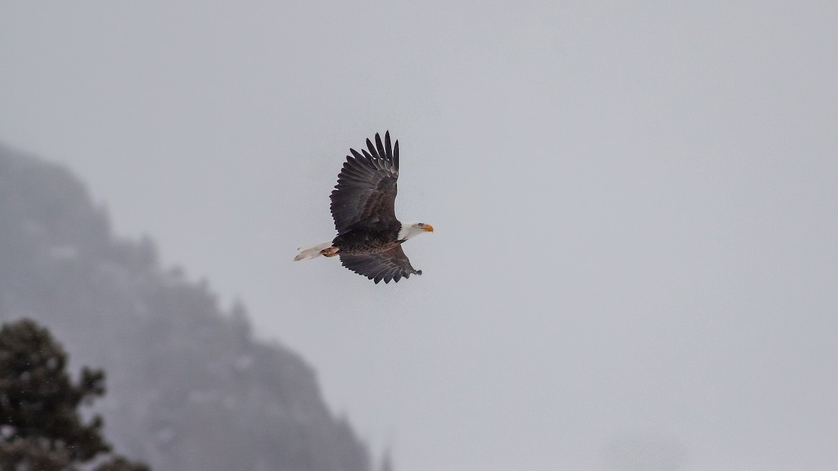 orel bělohlavý - ML125880851