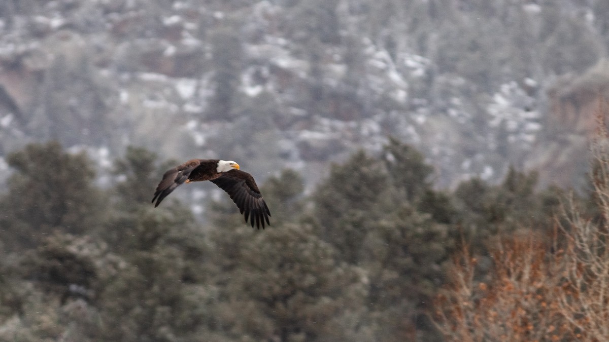 orel bělohlavý - ML125880861