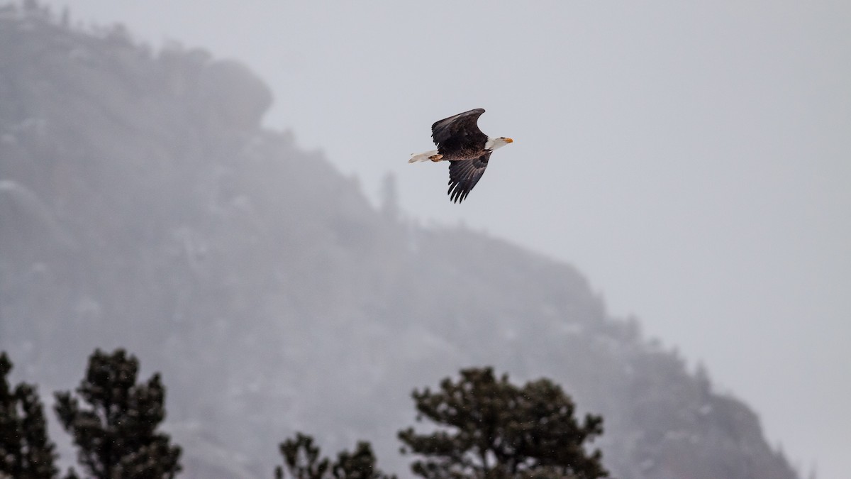 orel bělohlavý - ML125880871