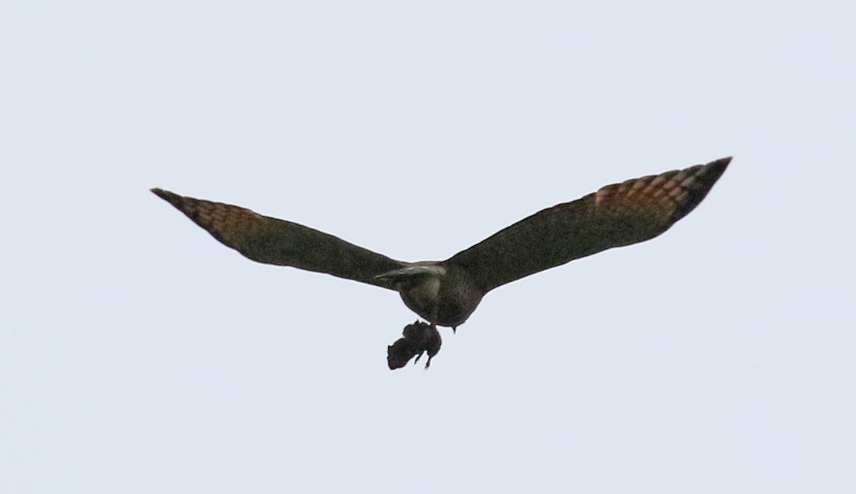 Roadside Hawk - ML125881051