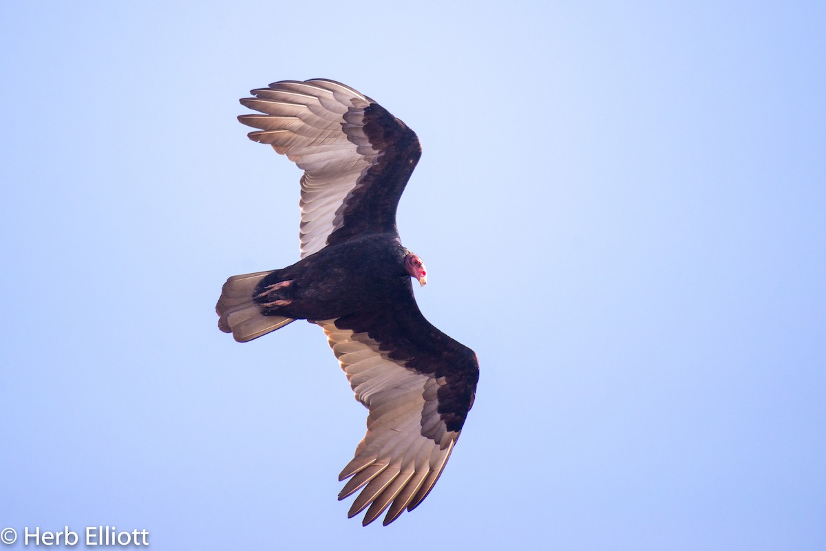 Turkey Vulture - Herb Elliott