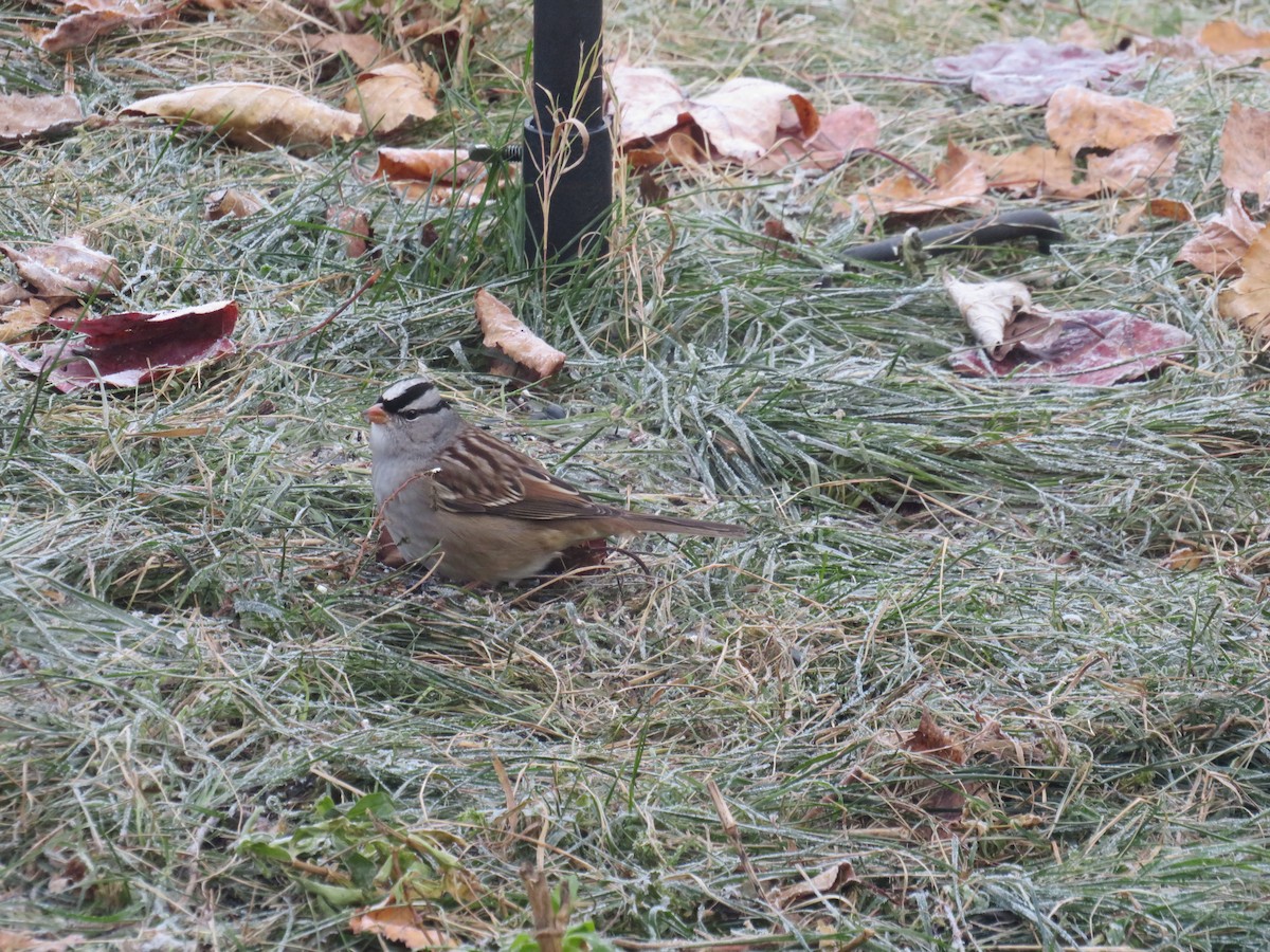 White-crowned Sparrow - ML125882031