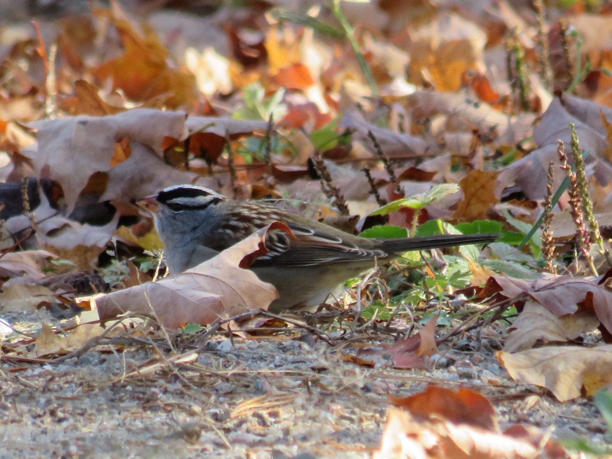 White-crowned Sparrow - ML125882041