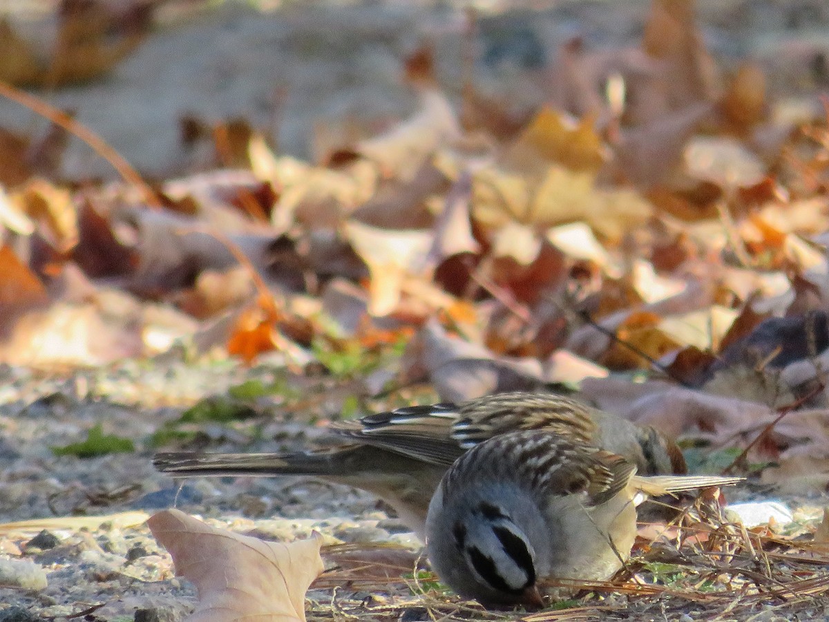 White-crowned Sparrow - ML125882071
