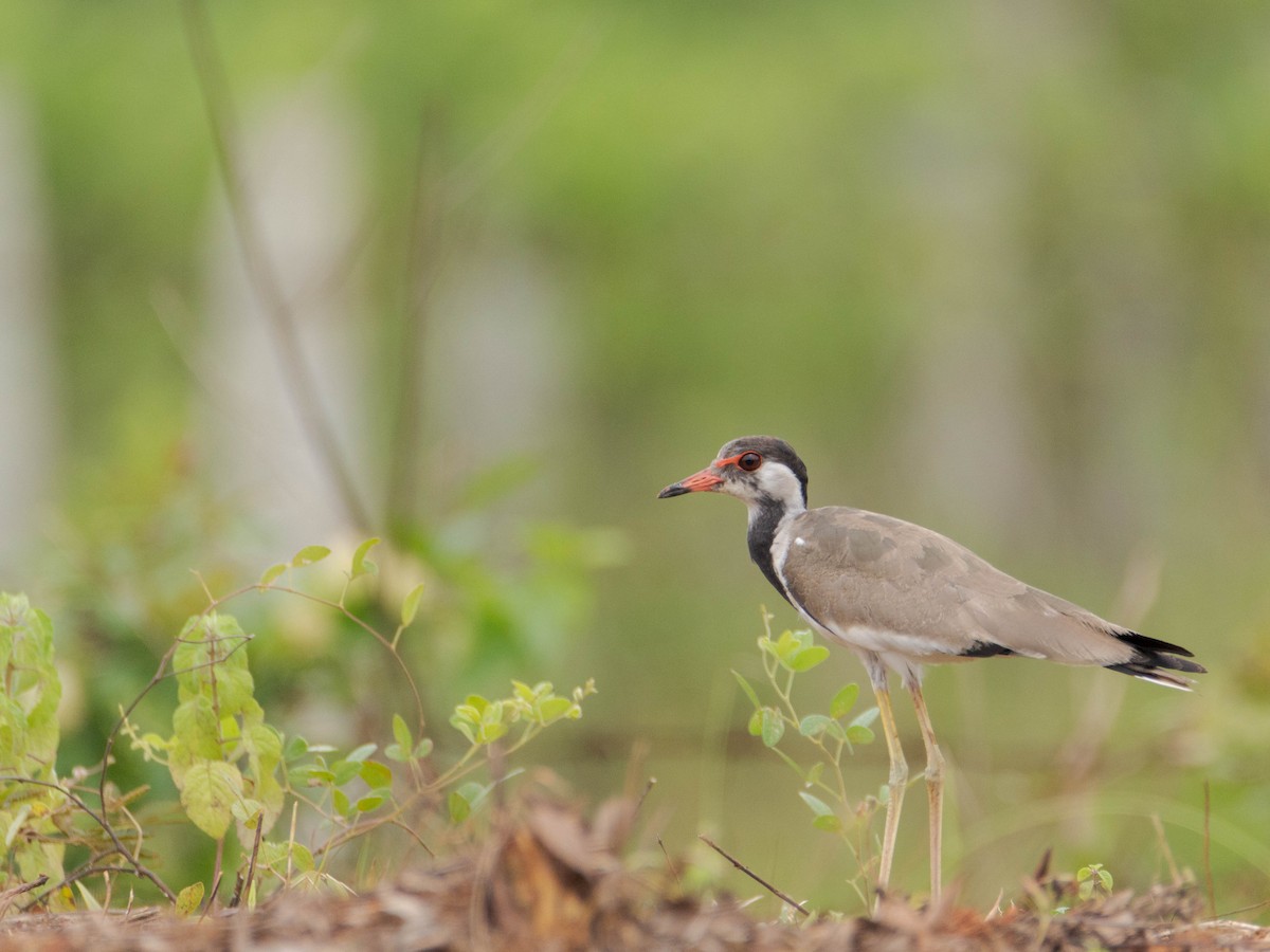 Red-wattled Lapwing - Adithya Bhat