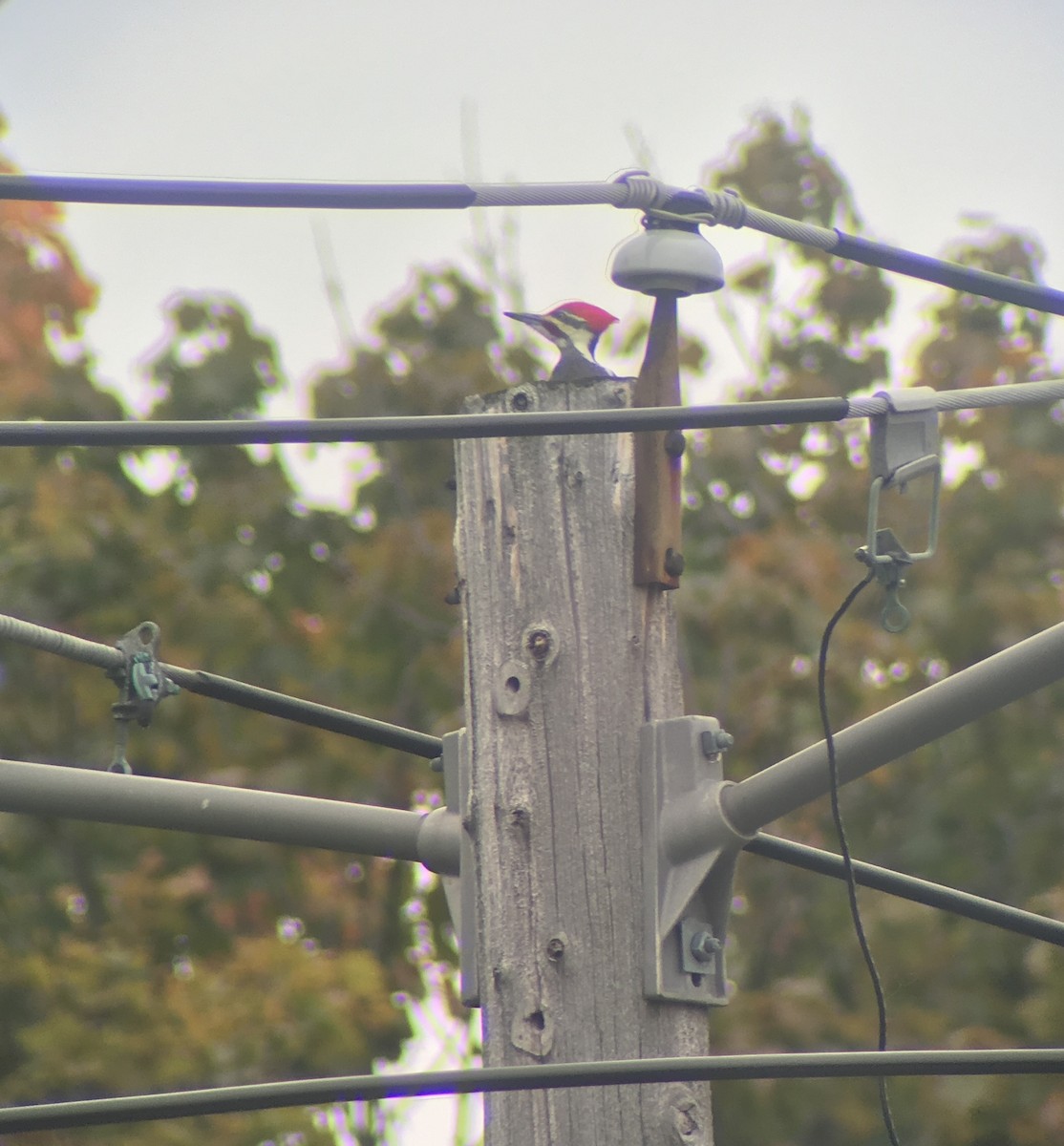 Pileated Woodpecker - Adrian Burke