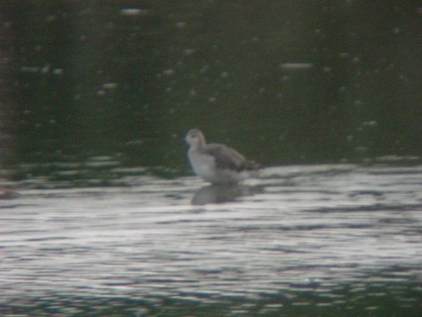 Wilson's Phalarope - ML125884221