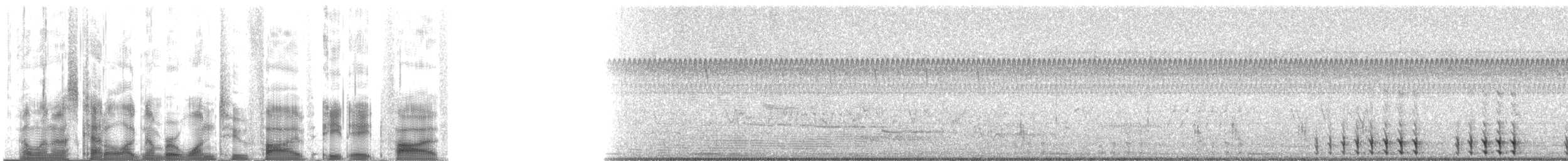 Lowland Leopard Frog - ML125885