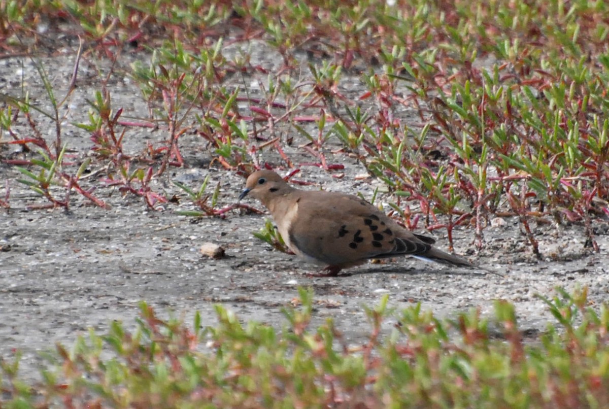 Mourning Dove - ML125885401