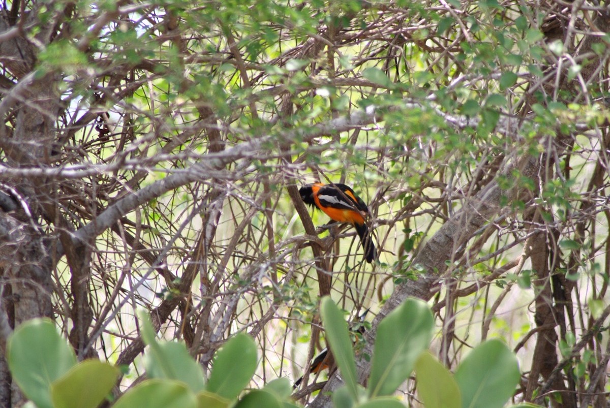 Venezuelan Troupial - ML125886181