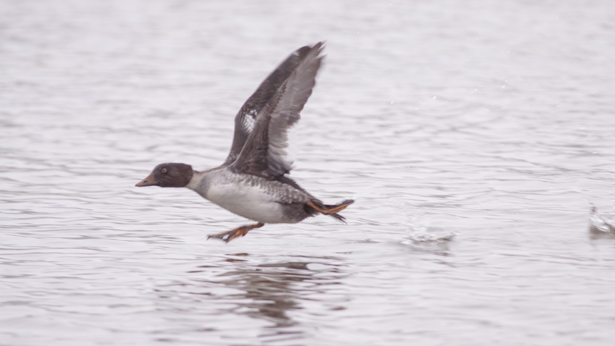 hohol severní - ML125886271