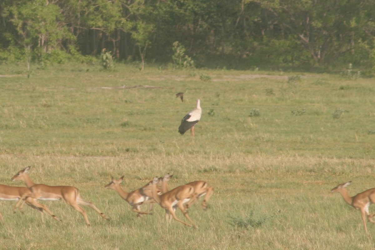 White Stork - ML125886361