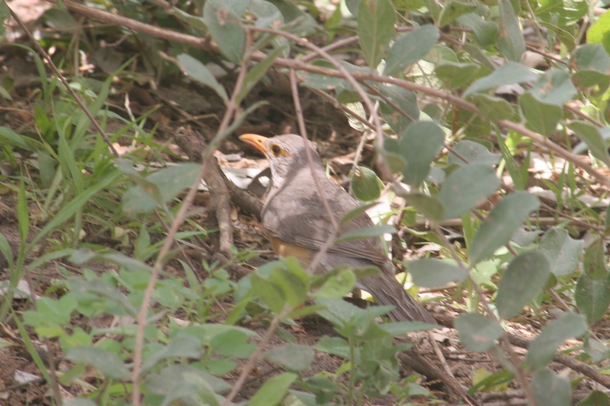 Kurrichane Thrush - ML125886791